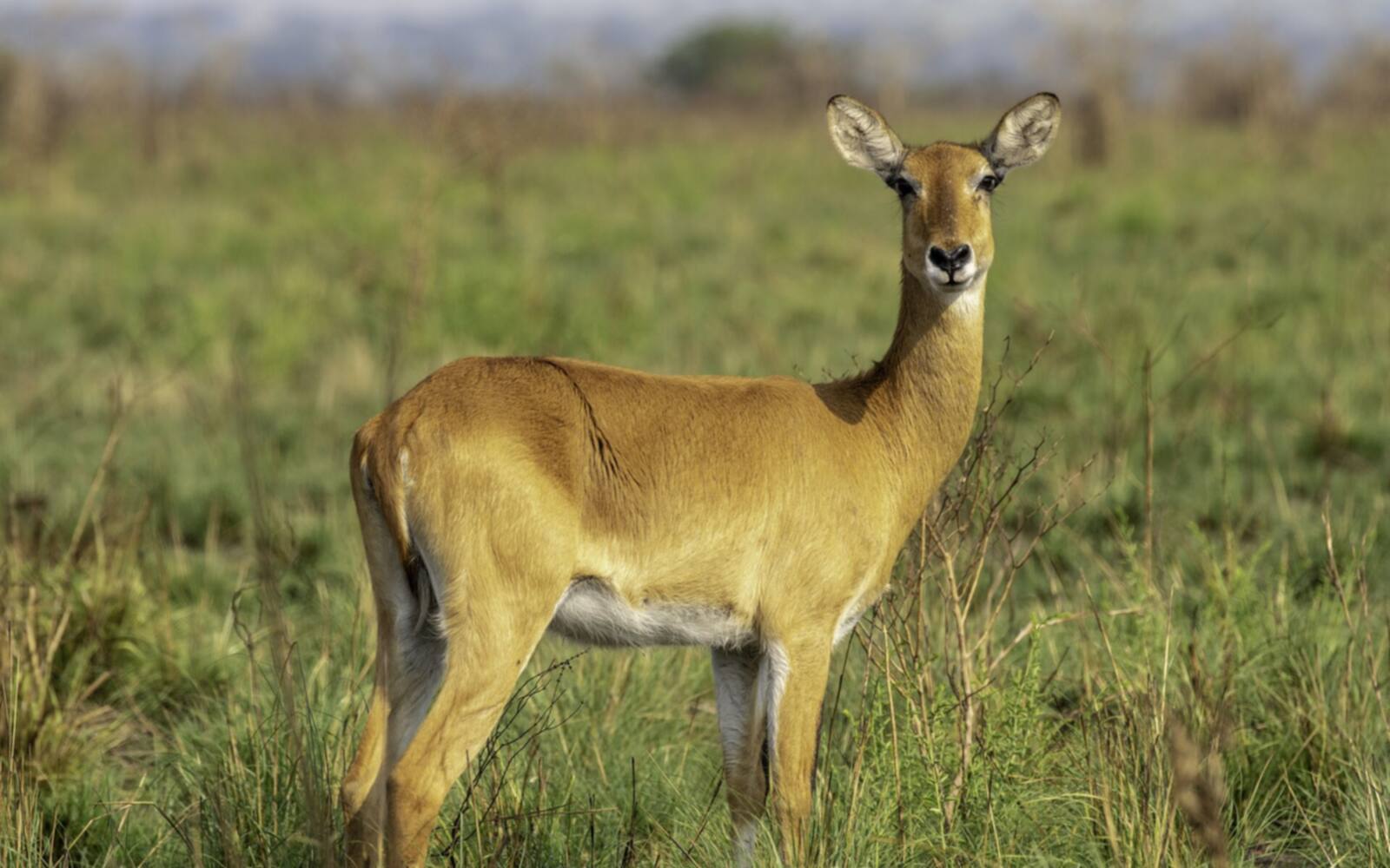 14 Days Tanzania Safari & Zanzibar Experience