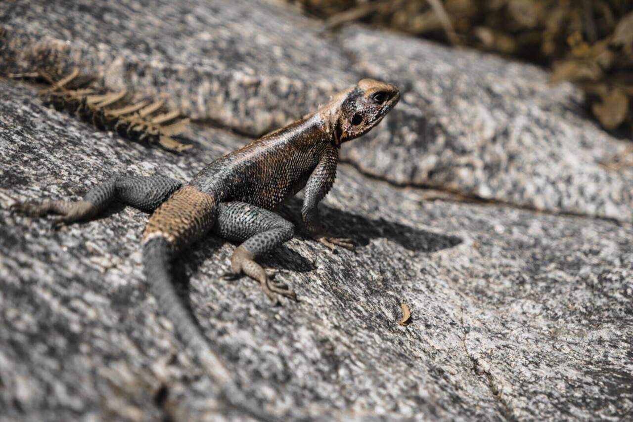 Safari Landscape 2