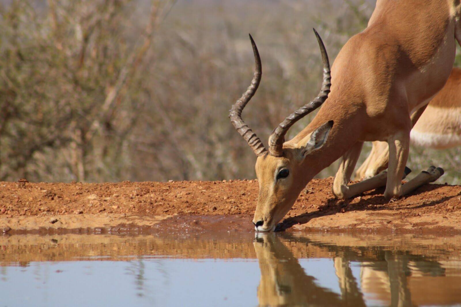 Safari Landscape 1