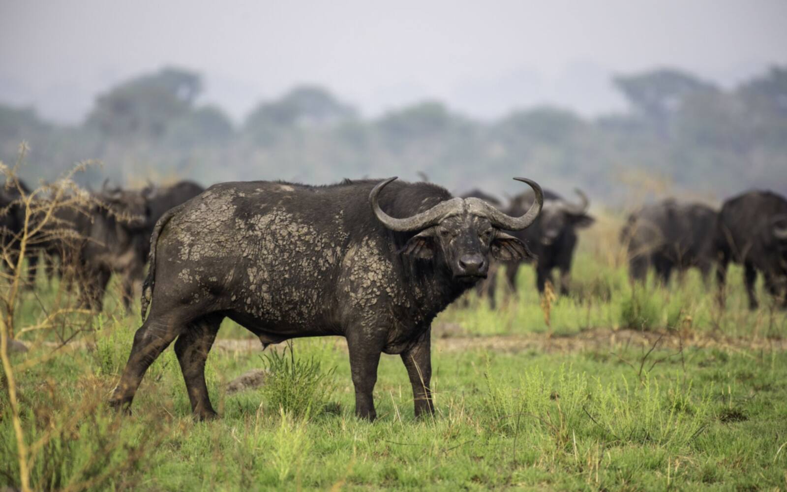 14 Days Tanzania Safari & Zanzibar Experience
