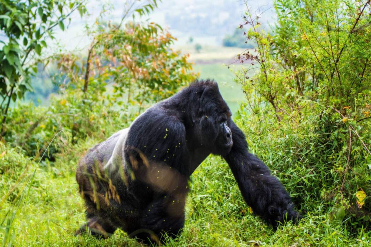 4-Day Ultimate Gorilla Safari