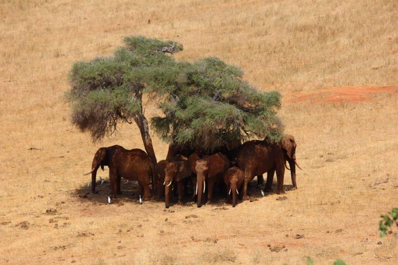 7 Days Kenya Safari – Bush, City & Beach Experience