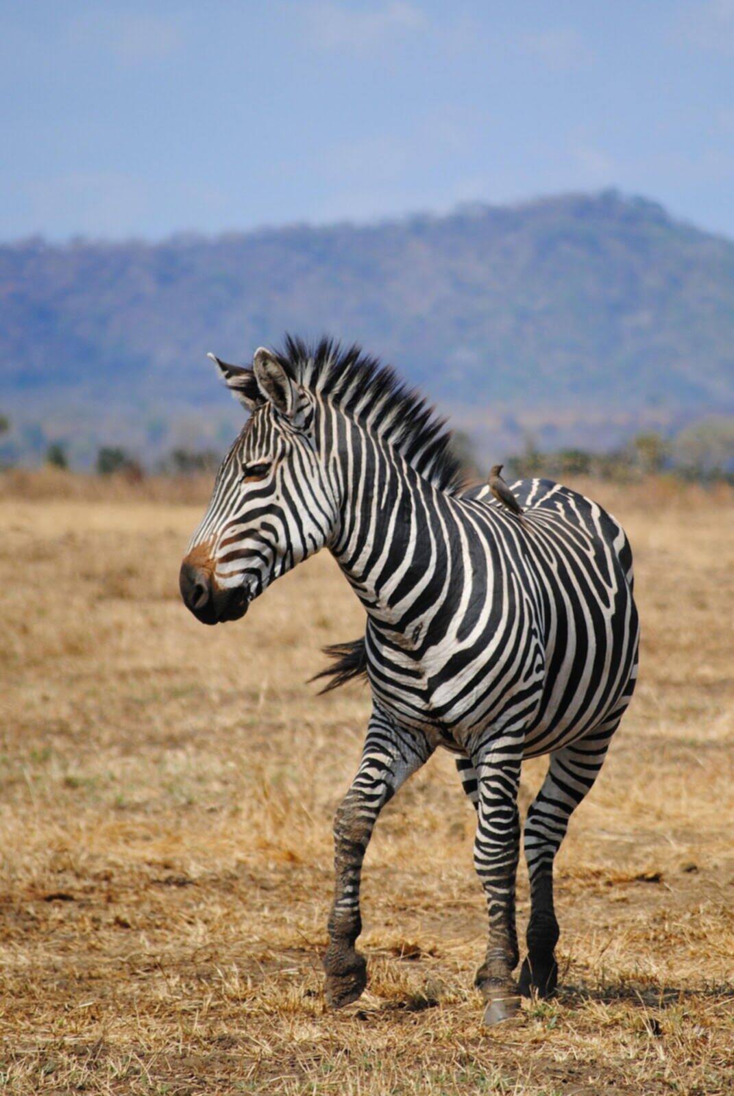 Tanzania