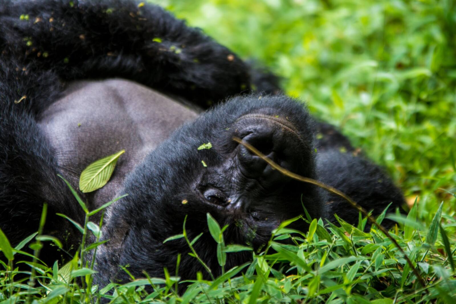 4-Day Ultimate Gorilla Safari